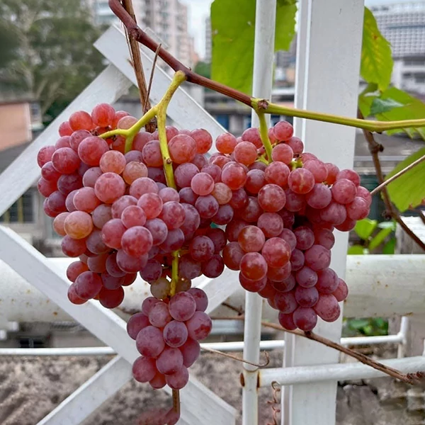 Grape-Cold-Honey-Cover-01