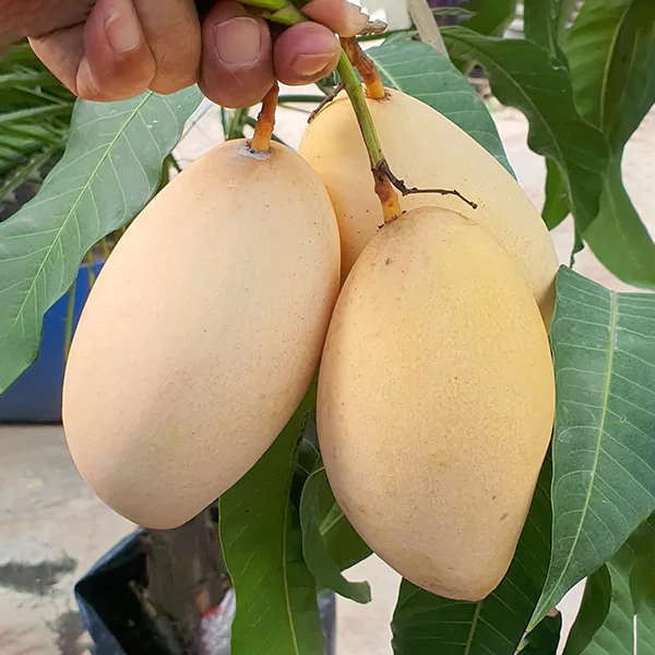 Mango-Dok-Mai-Yellow-Cover-01