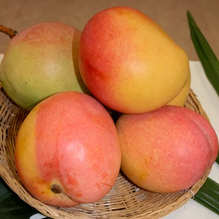 কেনসিংটন প্রাইড আম - Kensington Pride Mango