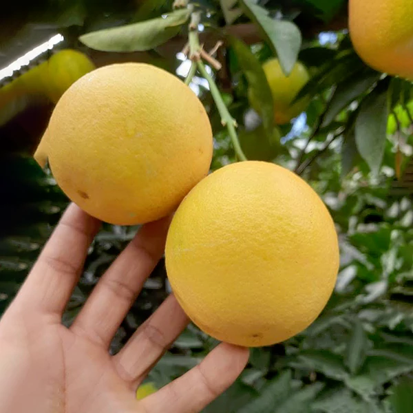 Orange-African-Yellow-01
