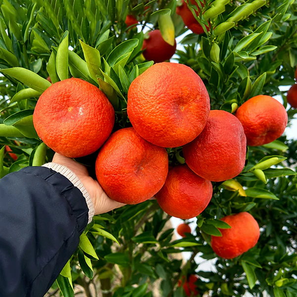 Orange-Himruby-01