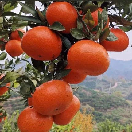 মিহায়া ট্যাঞ্জারিন - Mihaya Tangerine