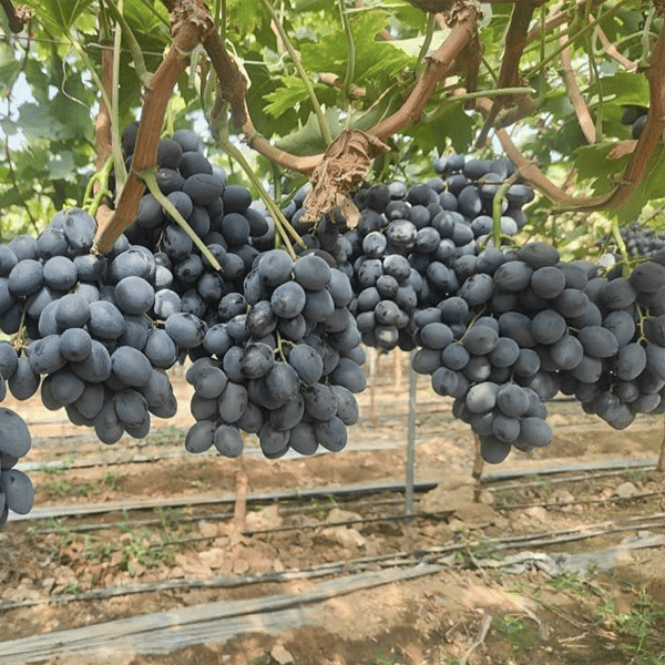 Sell_Grape_Master_Seedlass_01