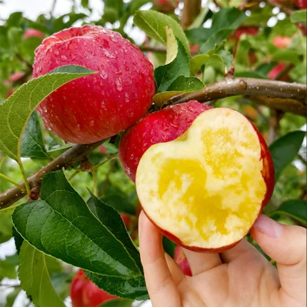 Aksu's Apple