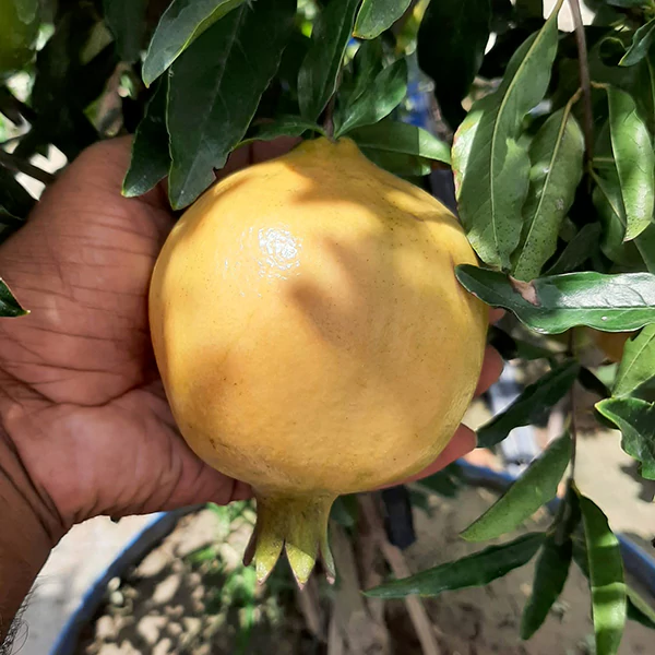 Annar-Pakistani-01