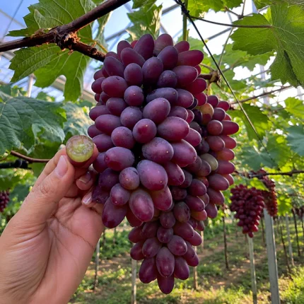 জোসমিন আঙ্গুর - Jasmin Grape