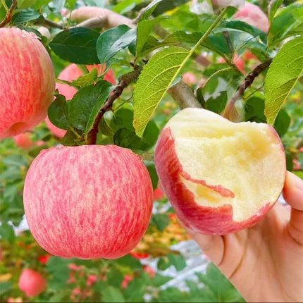 Red fuji Apple