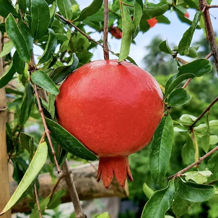 কাশ্মীরি আনার - Kashmiri Annar