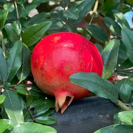 অস্ট্রেলিয়ান বিগ - Australian Big