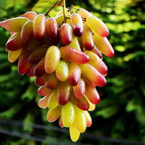 Grape-Beauty-Finger-Cover-01