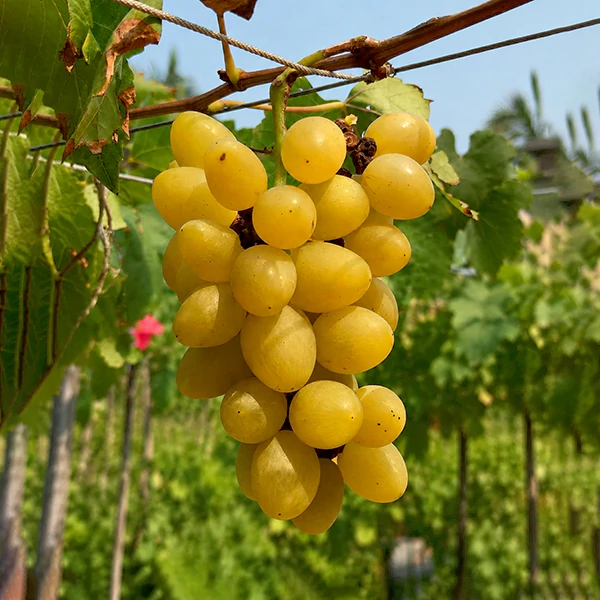 Grape-White-Muscat-Cover-01