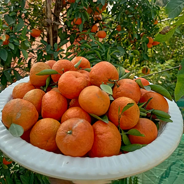 Orange-Ram-Rangan-01