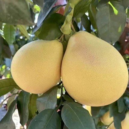 থ্রী রেড হার্ট হানি পোমেলো - Three Red Heart Honey Pomelo