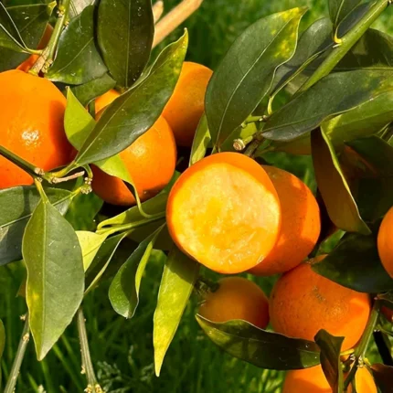 ক্রিস্পি হনি কামকুয়াট (৩য় জেনারেশন) - Crispy Honey Kumquat (3rd Generation)
