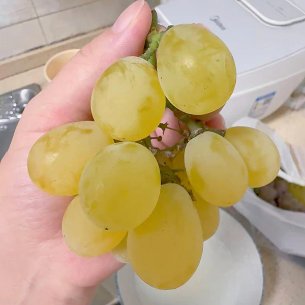 Grape-Drunken-Golden-Cover-01
