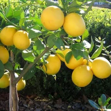 বারি ১ মাল্টা - BARI 1 Malta
